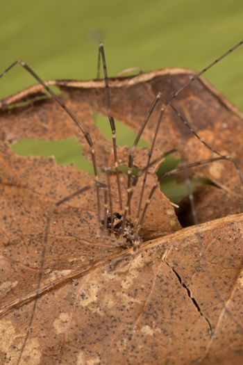 Media type: image;   Invertebrate Zoology 151592